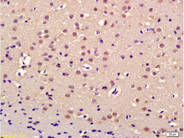 Thrap3 Antibody in Immunohistochemistry (Paraffin) (IHC (P))