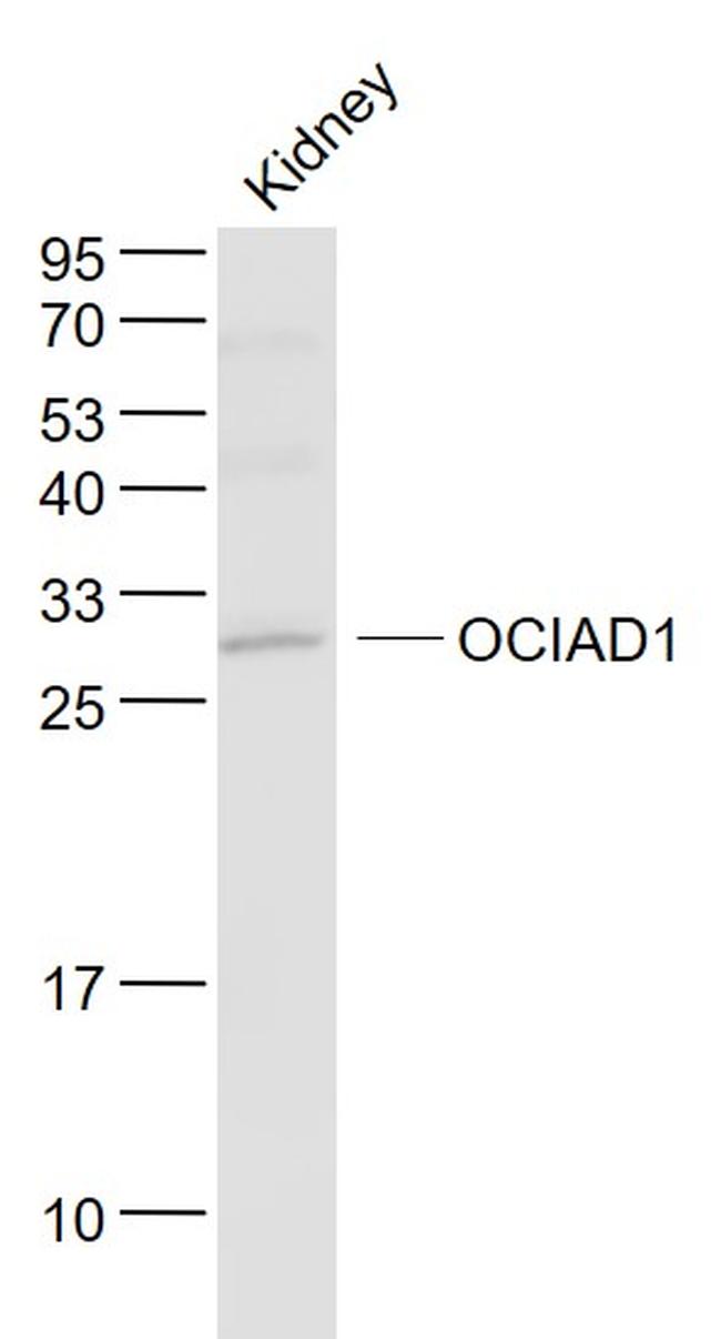 OCIAD1 Antibody in Western Blot (WB)