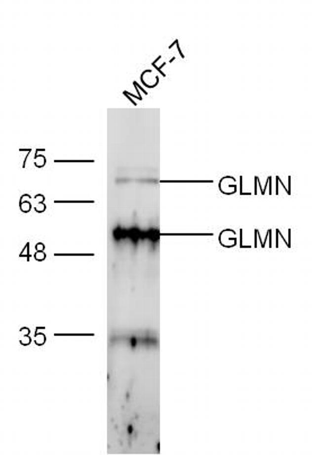 FK506 binding protein associated protein Antibody in Western Blot (WB)