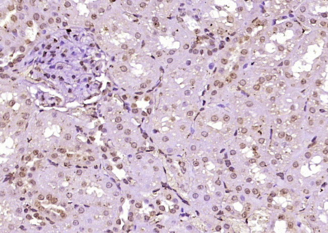 DEDD2 Antibody in Immunohistochemistry (Paraffin) (IHC (P))