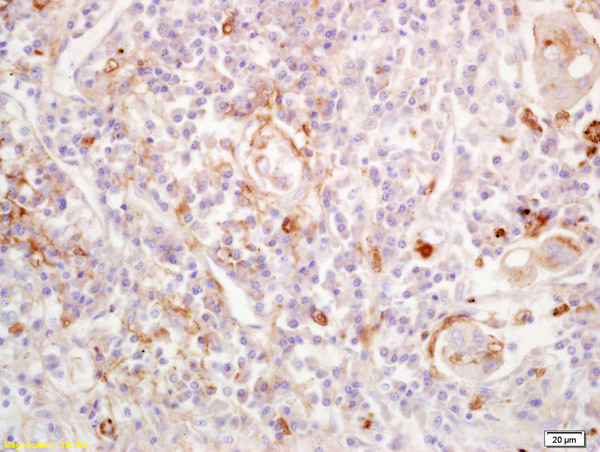 S1P1 Antibody in Immunohistochemistry (Paraffin) (IHC (P))