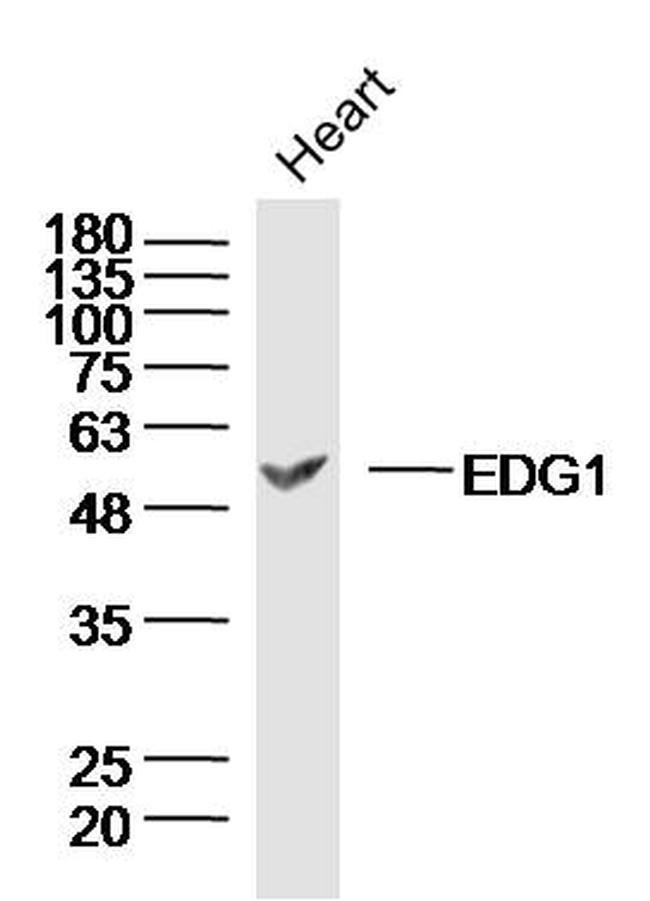 S1P1 Antibody in Western Blot (WB)