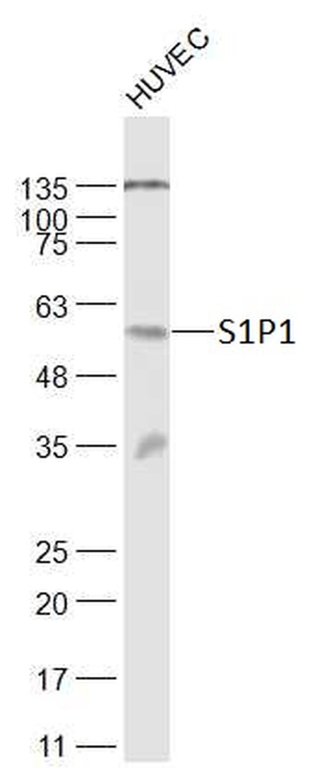 S1P1 Antibody in Western Blot (WB)