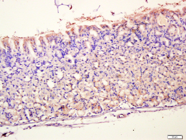 MUC5AC Antibody in Immunohistochemistry (Paraffin) (IHC (P))