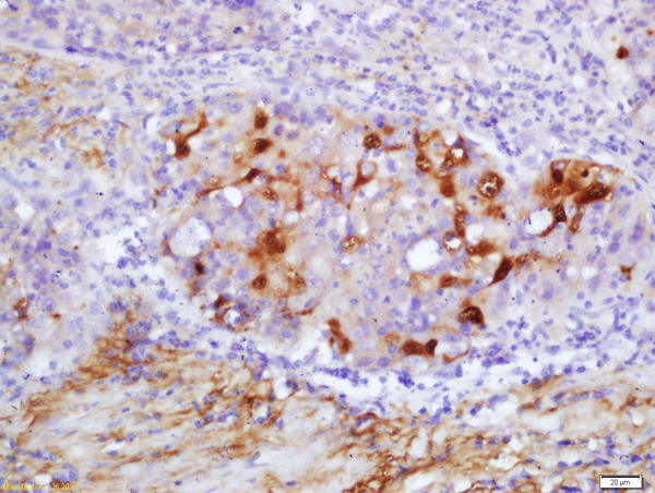 PRDX5 Antibody in Immunohistochemistry (Paraffin) (IHC (P))