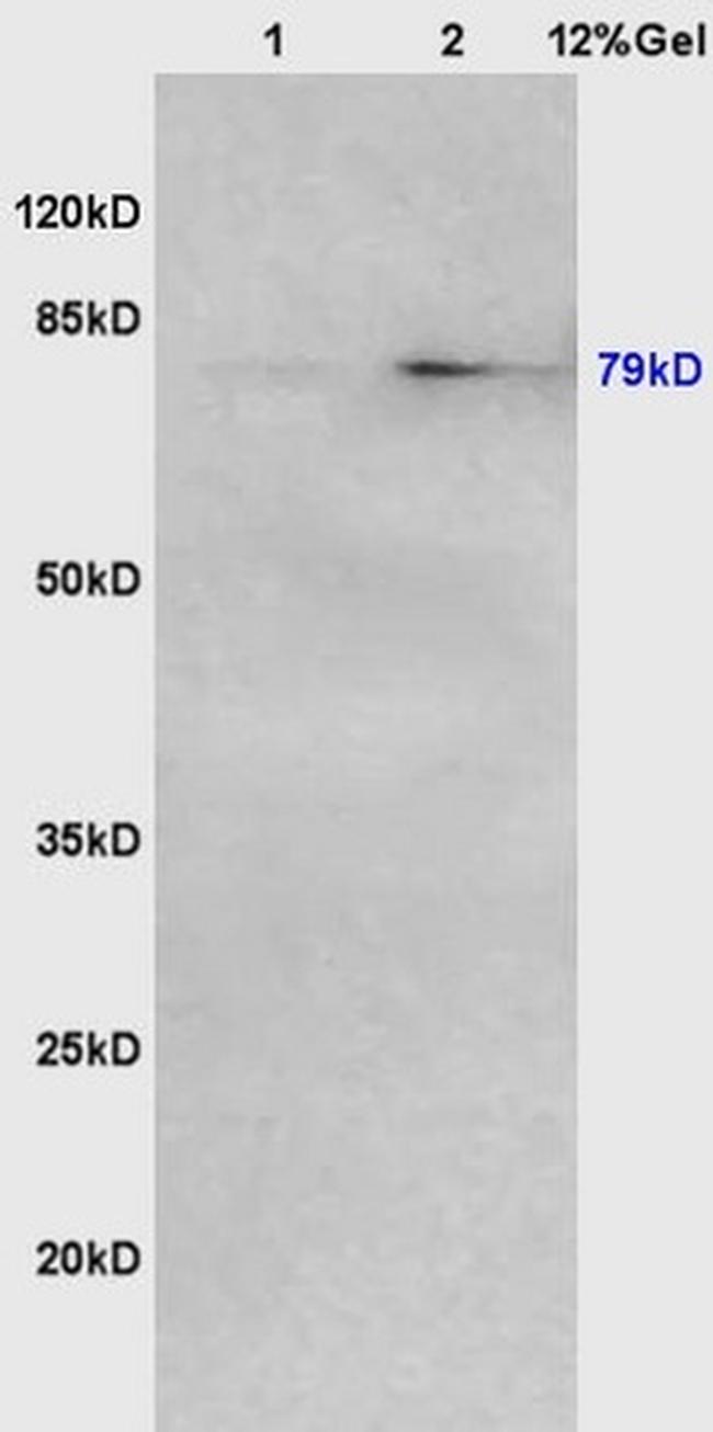 VG5Q Antibody in Western Blot (WB)