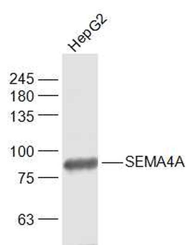 SEMA4A Antibody in Western Blot (WB)