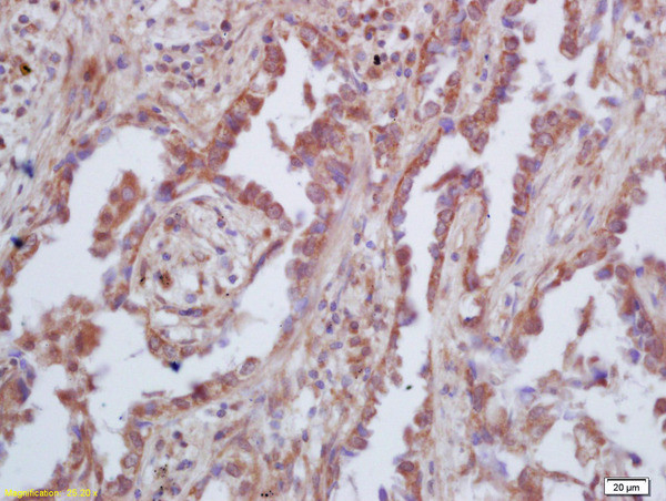 GAS 6 Antibody in Immunohistochemistry (Paraffin) (IHC (P))