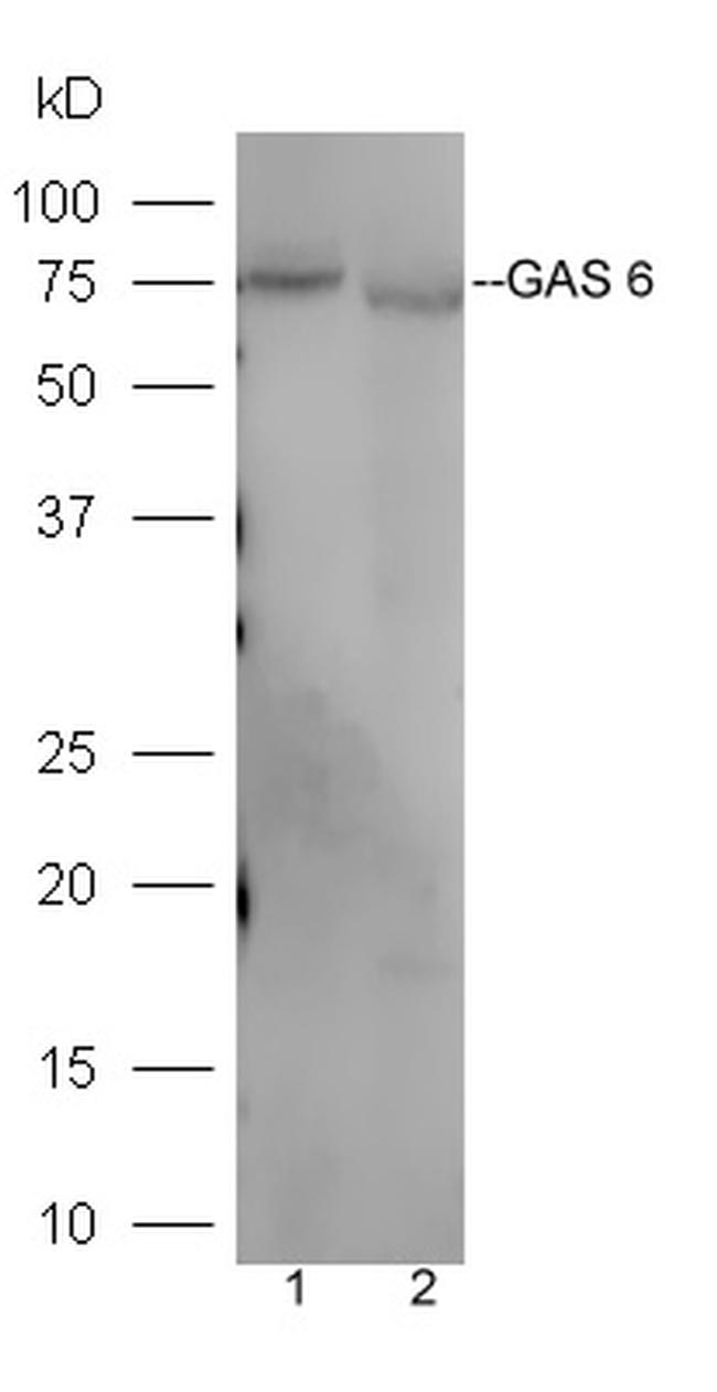 GAS 6 Antibody in Western Blot (WB)