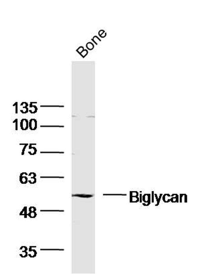 Biglycan Antibody in Western Blot (WB)