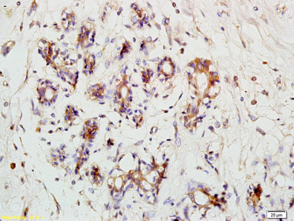 RPS3 Antibody in Immunohistochemistry (Paraffin) (IHC (P))