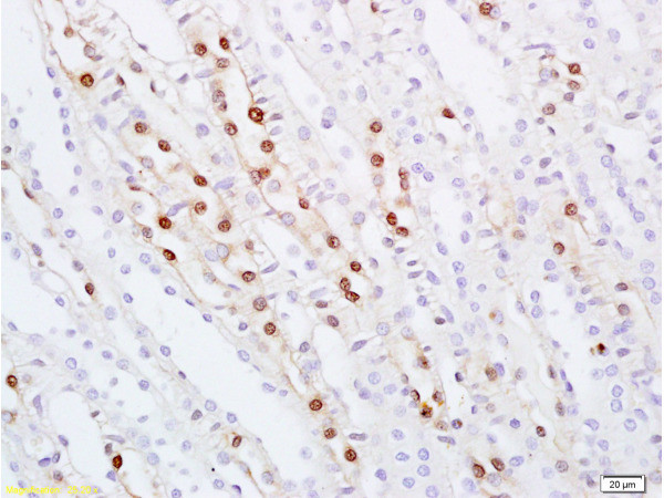 ZHX2 Antibody in Immunohistochemistry (Paraffin) (IHC (P))