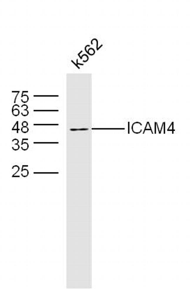 ICAM4 Antibody in Western Blot (WB)