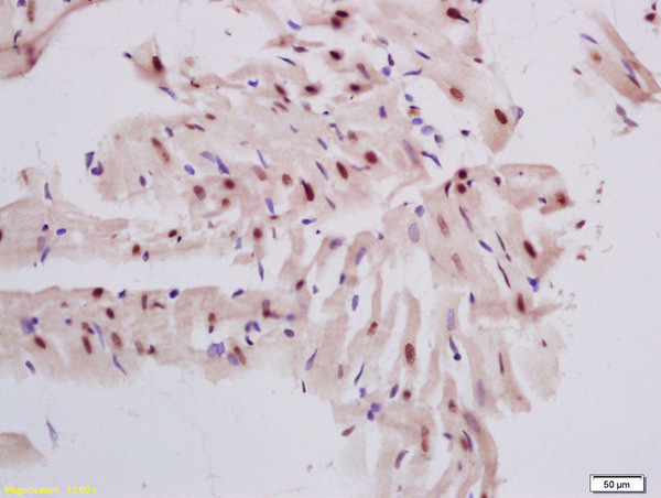 DNase gamma Antibody in Immunohistochemistry (Paraffin) (IHC (P))