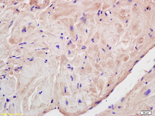 Corin Antibody in Immunohistochemistry (Paraffin) (IHC (P))