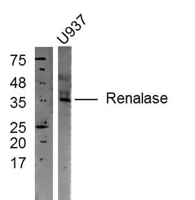 Renalase Antibody in Western Blot (WB)