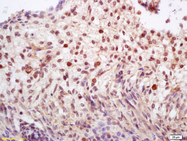 Sororin Antibody in Immunohistochemistry (Paraffin) (IHC (P))