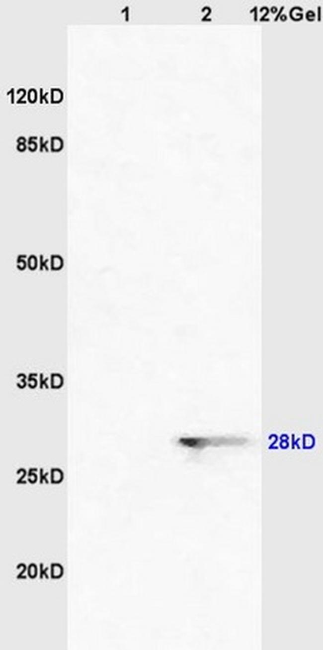 Sororin Antibody in Western Blot (WB)