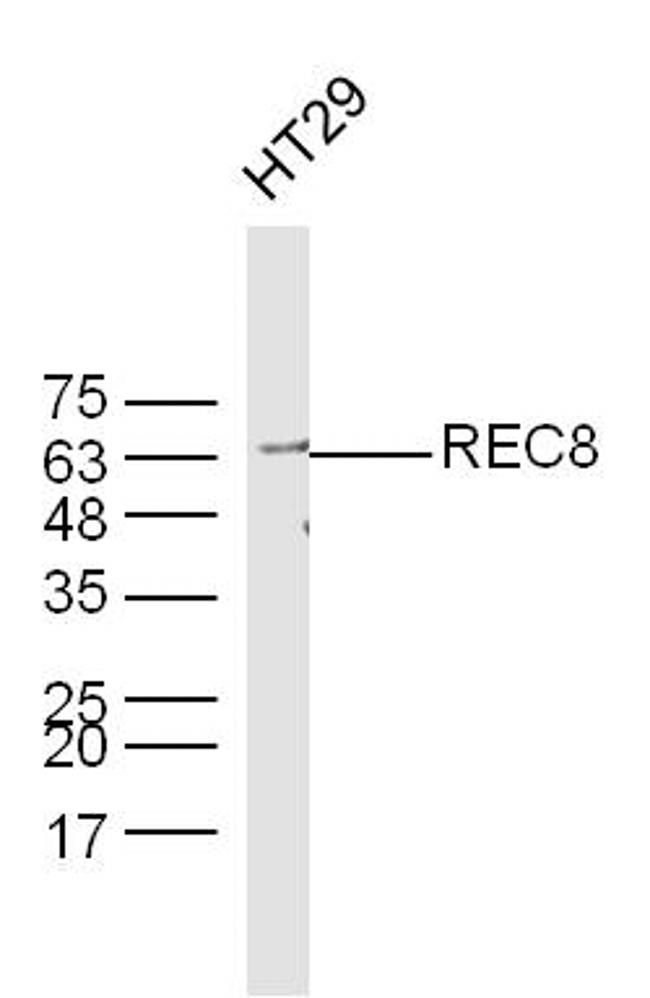 REC8 Antibody in Western Blot (WB)