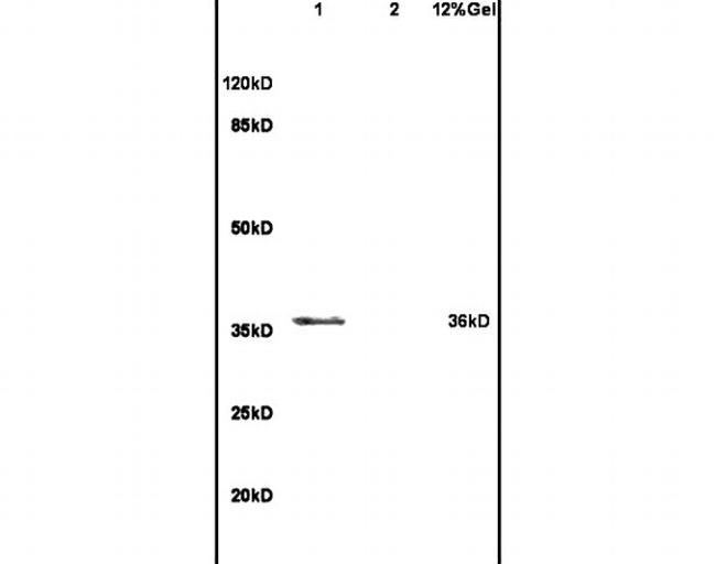 Bub3 Antibody in Western Blot (WB)