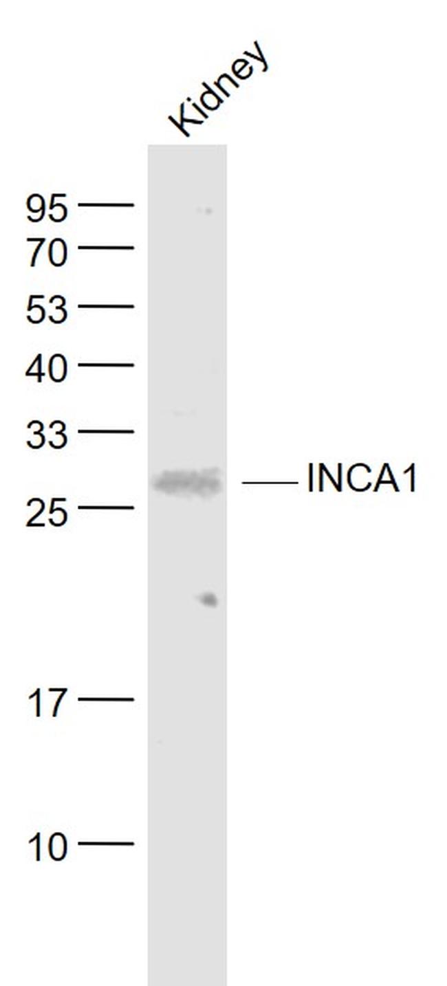 INCA1 Antibody in Western Blot (WB)