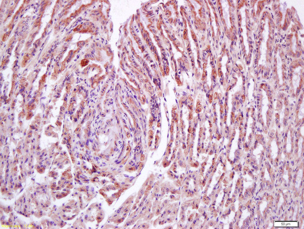 N acetylglucosamine kinase Antibody in Immunohistochemistry (Paraffin) (IHC (P))