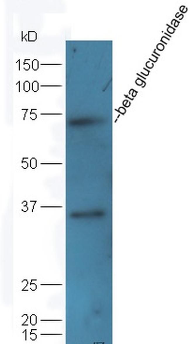 beta glucuronidase Antibody in Western Blot (WB)