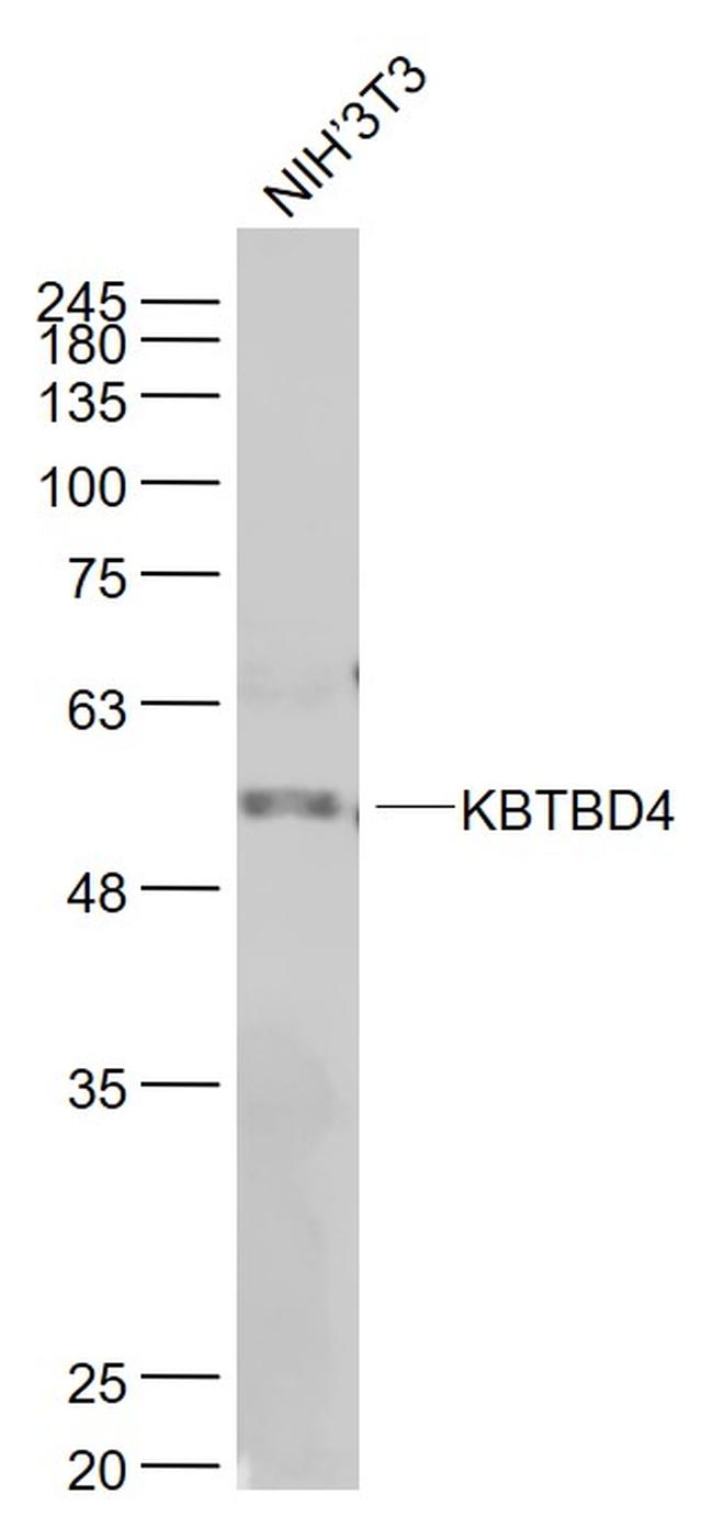 KBTBD4 Antibody in Western Blot (WB)