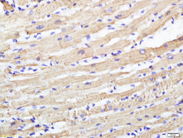 CABC1 Antibody in Immunohistochemistry (Paraffin) (IHC (P))