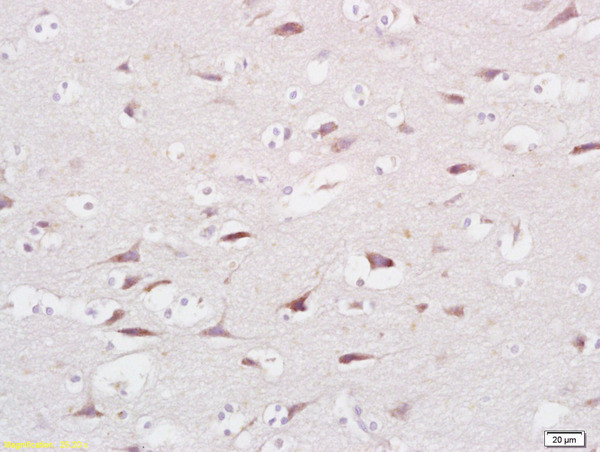 FAM40A Antibody in Immunohistochemistry (Paraffin) (IHC (P))