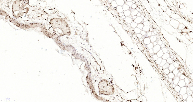 TEF4 Antibody in Immunohistochemistry (Paraffin) (IHC (P))