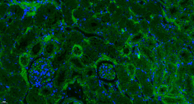 Properdin Antibody in Immunohistochemistry (Paraffin) (IHC (P))