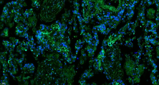 Properdin Antibody in Immunohistochemistry (Paraffin) (IHC (P))