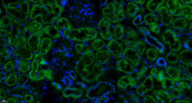 Properdin Antibody in Immunohistochemistry (Paraffin) (IHC (P))