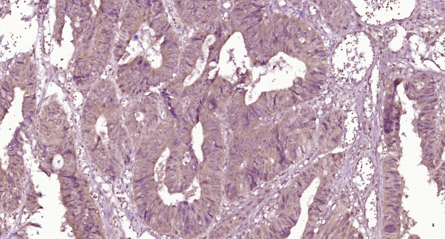 Properdin Antibody in Immunohistochemistry (Paraffin) (IHC (P))