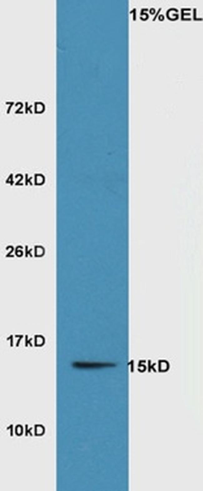 SRXN1 Antibody in Western Blot (WB)