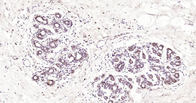 Galectin 12 Antibody in Immunohistochemistry (Paraffin) (IHC (P))