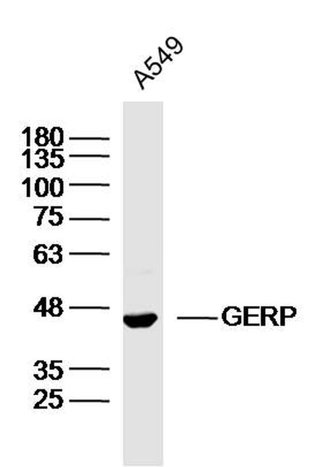 BXDC2 Antibody in Western Blot (WB)