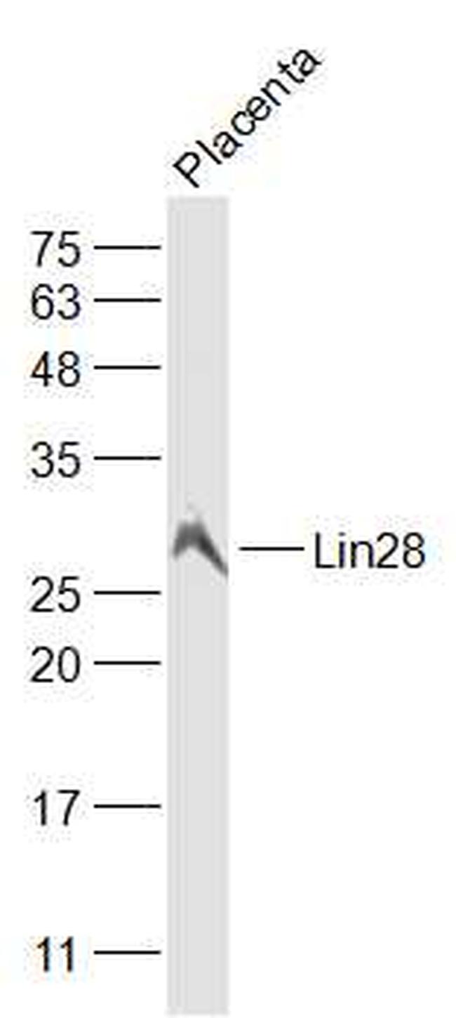 Lin28A/B Antibody in Western Blot (WB)