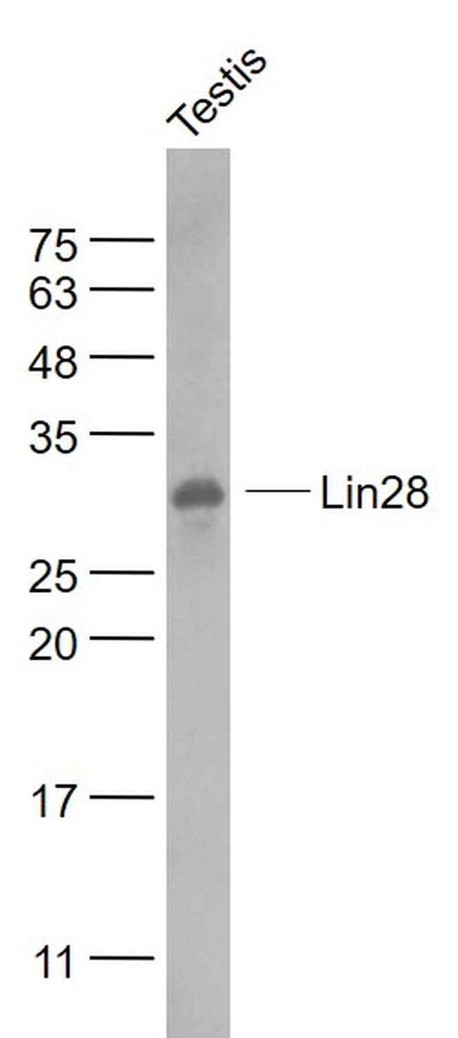 Lin28A/B Antibody in Western Blot (WB)