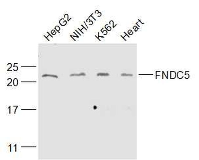 FNDC5 Antibody in Western Blot (WB)