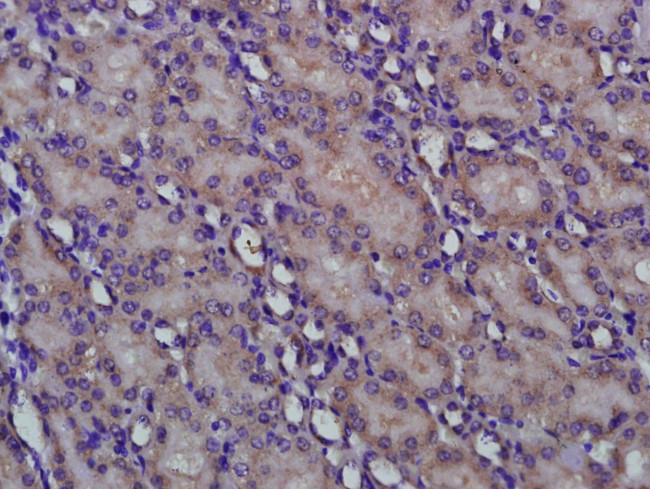 RENBP Antibody in Immunohistochemistry (Paraffin) (IHC (P))