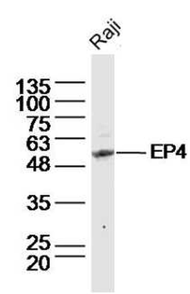 Prostaglandin E Receptor EP4 Antibody in Western Blot (WB)