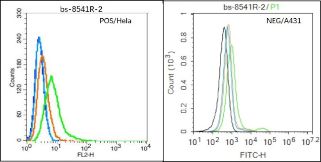 CLEC 4E Antibody in Flow Cytometry (Flow)