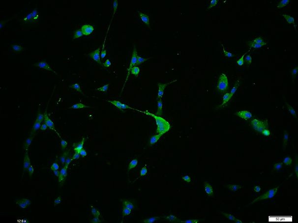 G1switch 2 Antibody in Immunocytochemistry (ICC/IF)