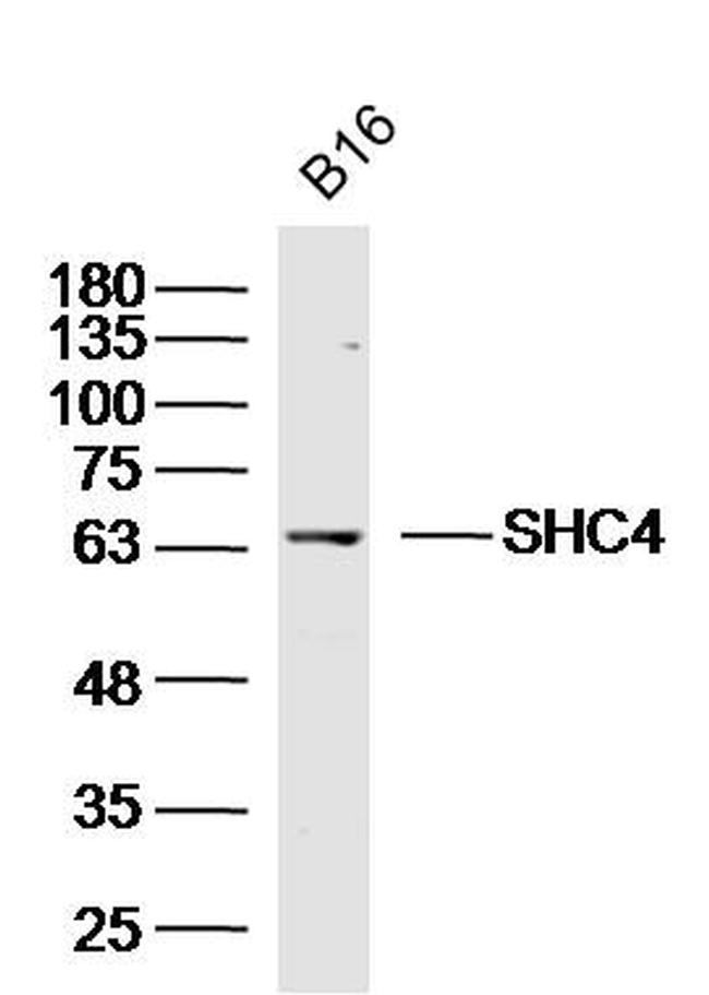 SHC4 Antibody in Western Blot (WB)