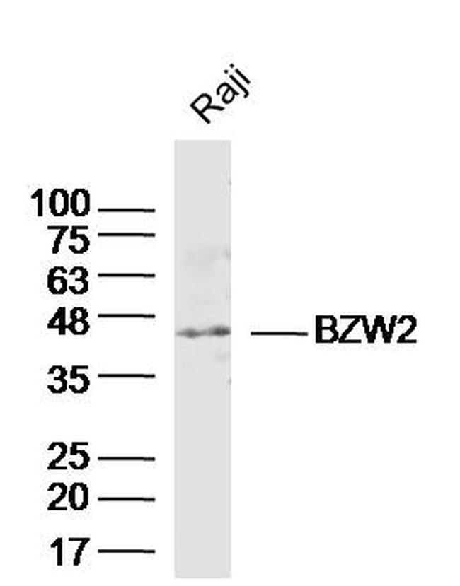 BZW2 Antibody in Western Blot (WB)