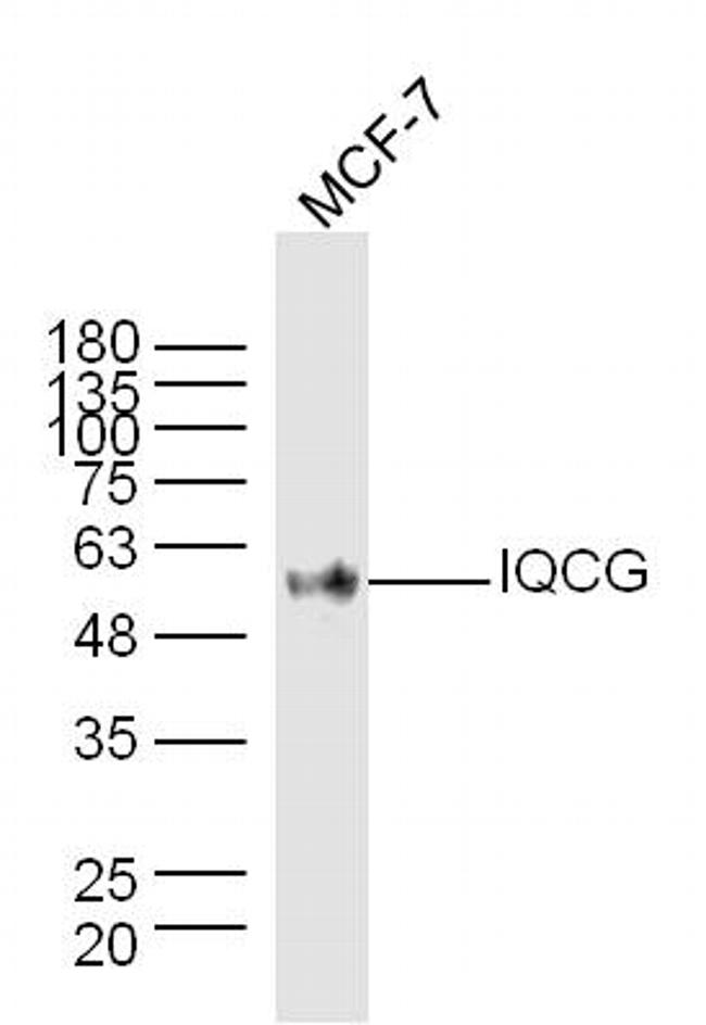 IQCG Antibody in Western Blot (WB)