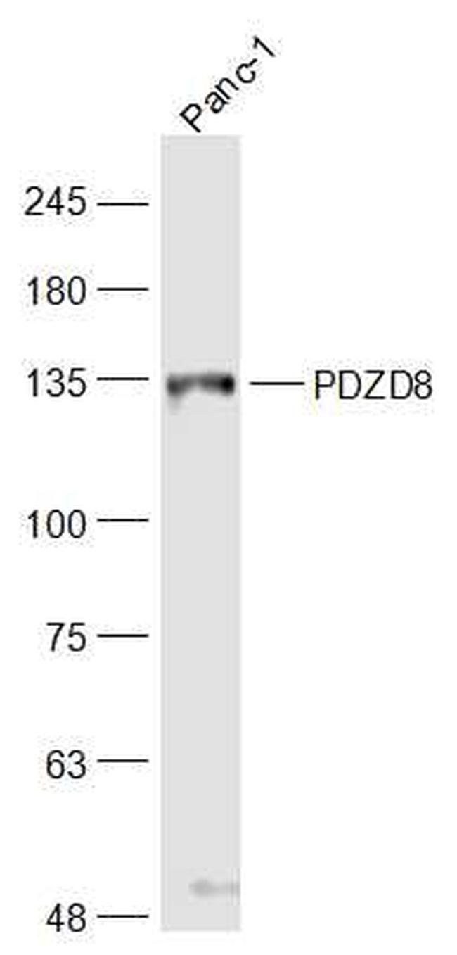 PDZD8 Antibody in Western Blot (WB)