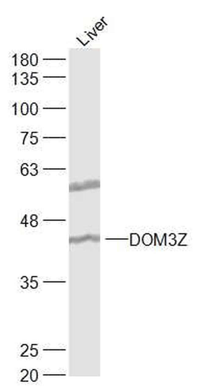 DOM3Z Antibody in Western Blot (WB)